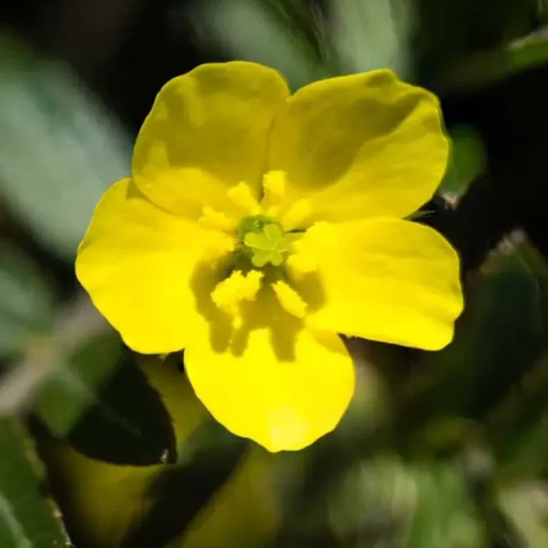 Tribulus Terrestris contre les pannes sexuelles